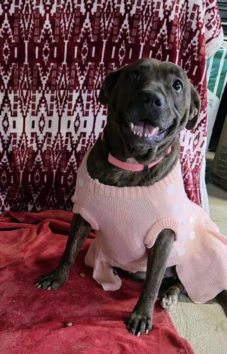 Mallow Cup - American Pit Bull Terrier