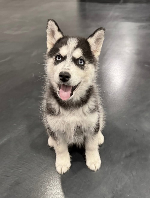 picture of the dog needing adoption