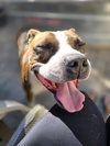 Mugsy - Photo 4