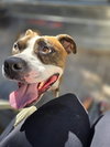 Mugsy - Photo 7