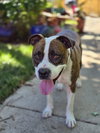 Mugsy - Photo 8