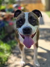 Mugsy - Photo 10