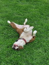 Mugsy - Photo 20
