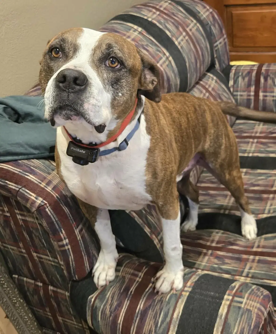 Mugsy - American Pit Bull Terrier