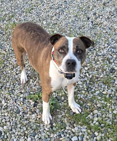 MUGSY - American Pit Bull Terrier available for adoption