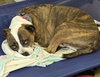 Mugsy - Photo 4