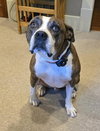 Mugsy - Photo 5