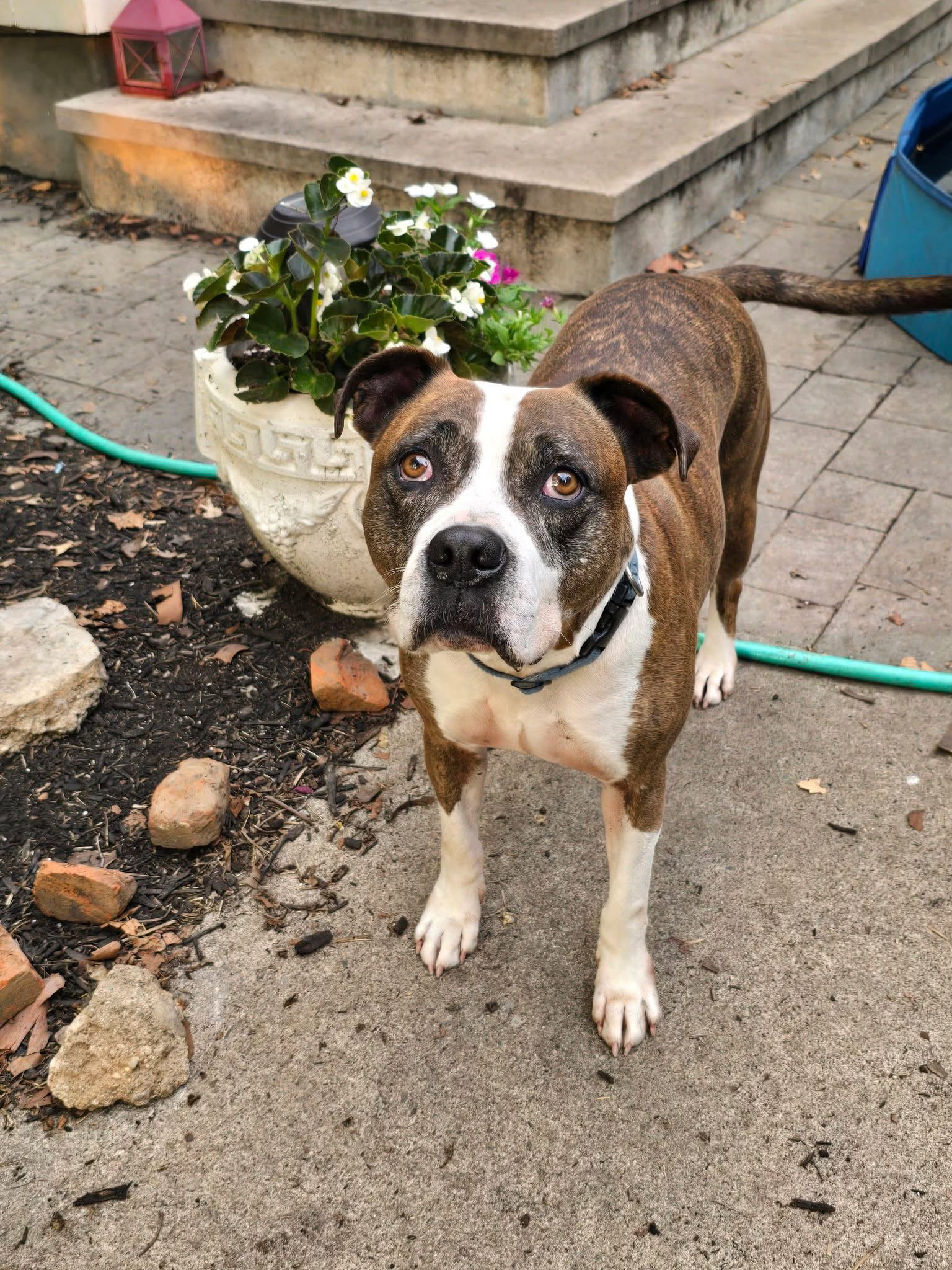 Mugsy, photo 9