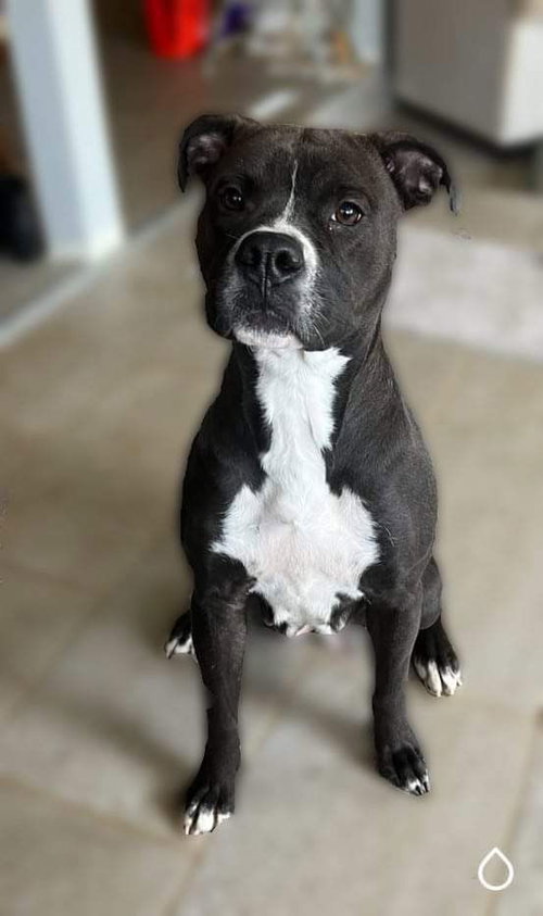 Leila, photo 15