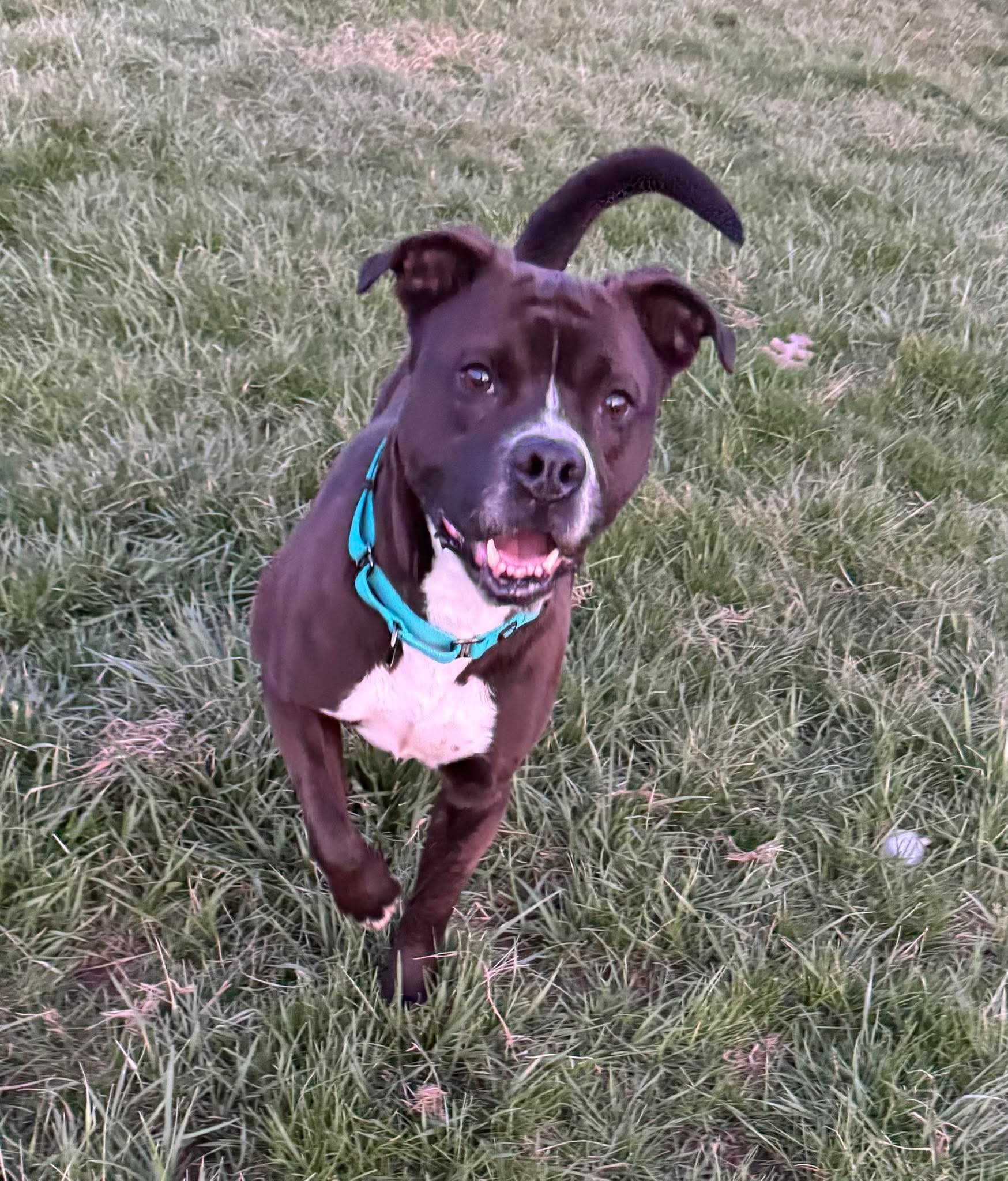 Leila - Boxer