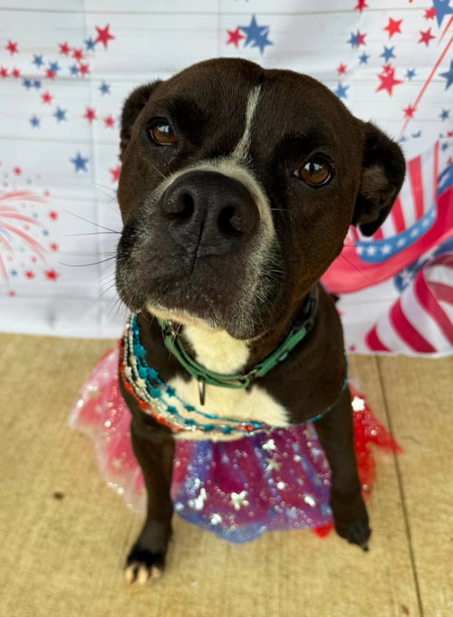 Leila, an adoptable Boxer in Germantown, OH