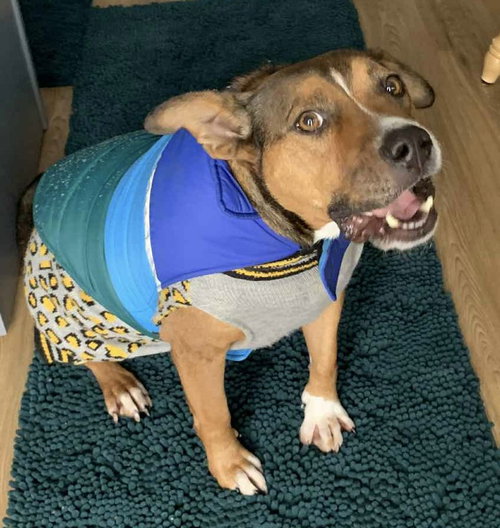 ZAPSTER - American Pit Bull Terrier / Shepherd available for adoption