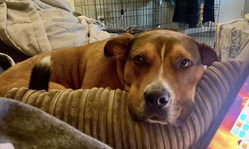 ZAPSTER - American Pit Bull Terrier / Shepherd available for adoption