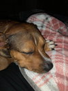 Zapster - Photo 15