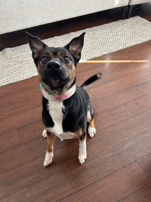 MCCALLISTER - Unknown available for adoption