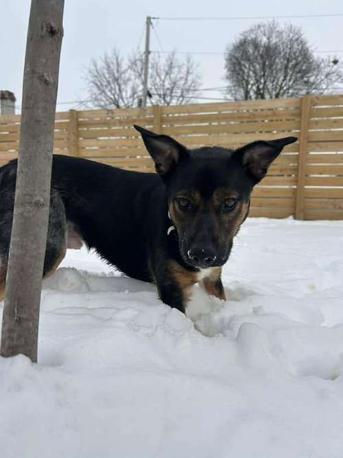 MCCALLISTER - Unknown available for adoption