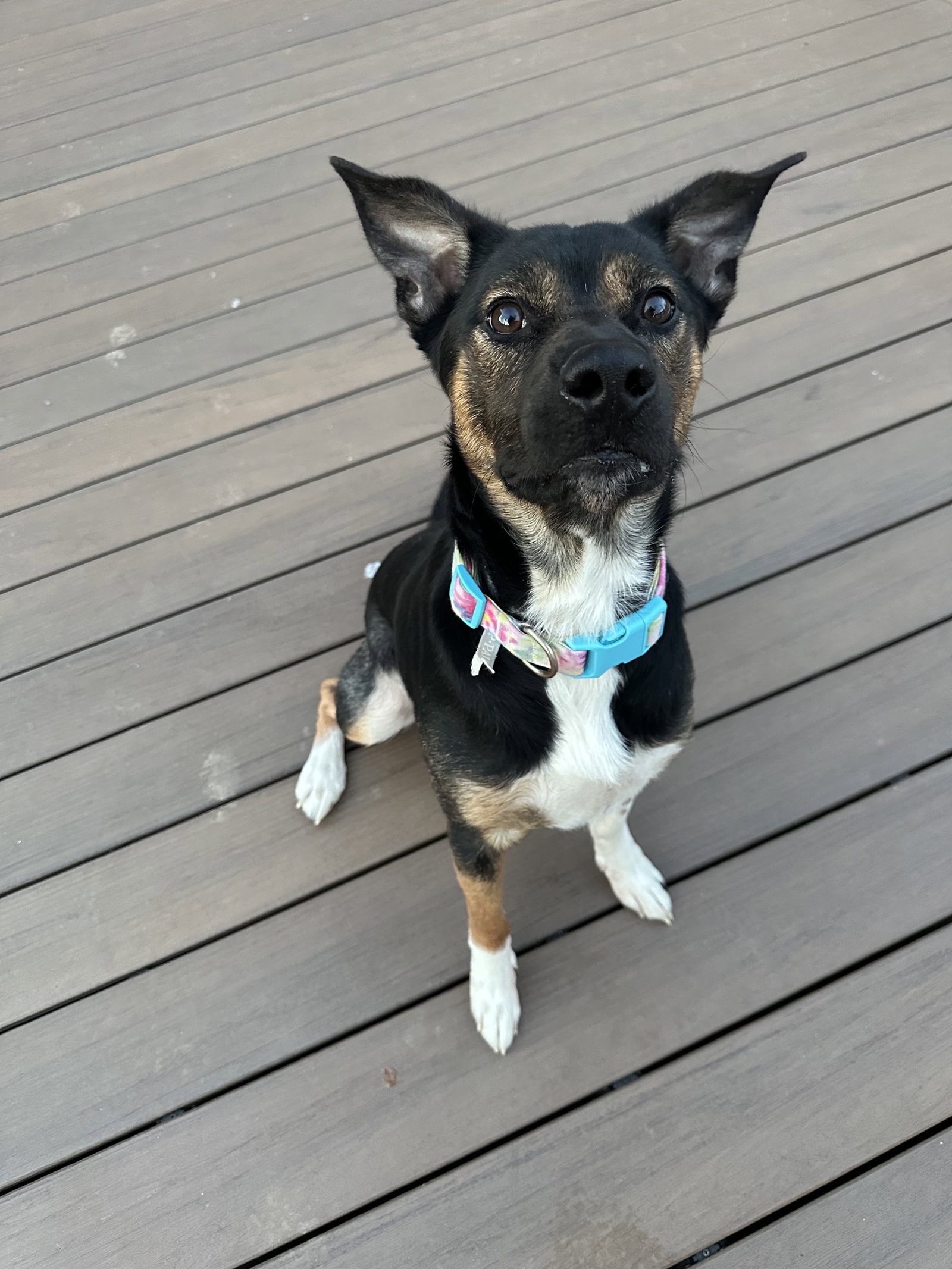 Unknown Breed