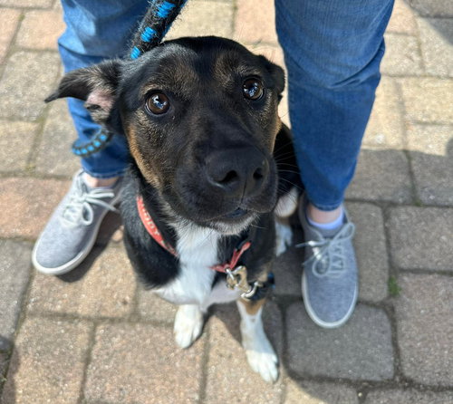 MCCALLISTER - Unknown available for adoption