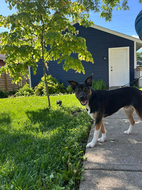 McCallister, an adoptable Unknown breed in Germantown, OH