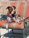 Pippi - Photo 1