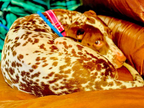 PIPPI - Dalmatian / German Shorthaired Pointer available for adoption
