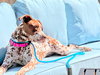 Pippi - Photo 3