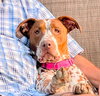 Pippi - Photo 4