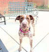 Pippi - Photo 5
