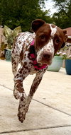 Pippi - Photo 6