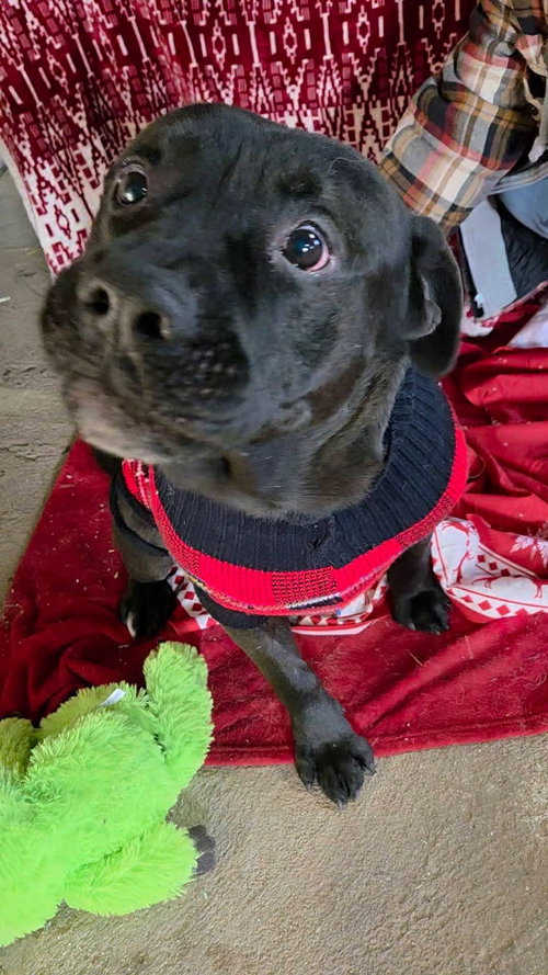 MARS BAR - Black Labrador Retriever available for adoption