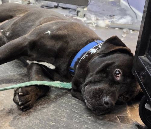 MARS BAR - Black Labrador Retriever available for adoption
