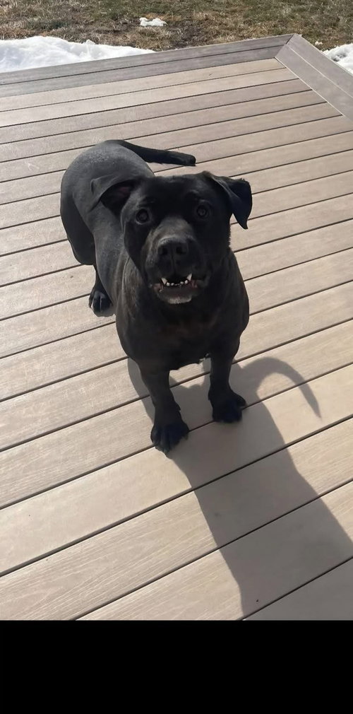 MARS BAR - Black Labrador Retriever available for adoption