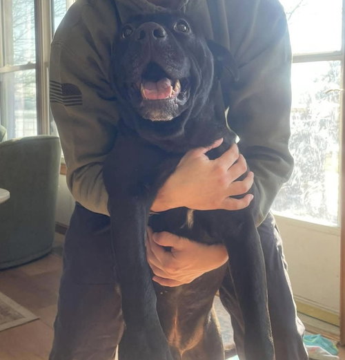 MARS BAR - Black Labrador Retriever available for adoption