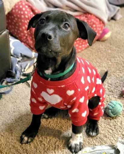 BOTTLECAP - Labrador Retriever / Terrier available for adoption