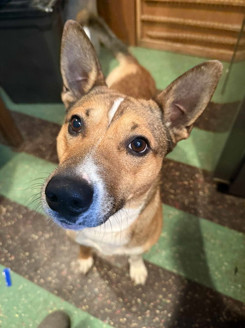 SOURDOUGH - Unknown available for adoption