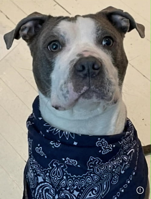 CURLY - American Pit Bull Terrier available for adoption