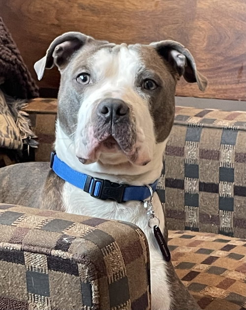 picture of the dog needing adoption