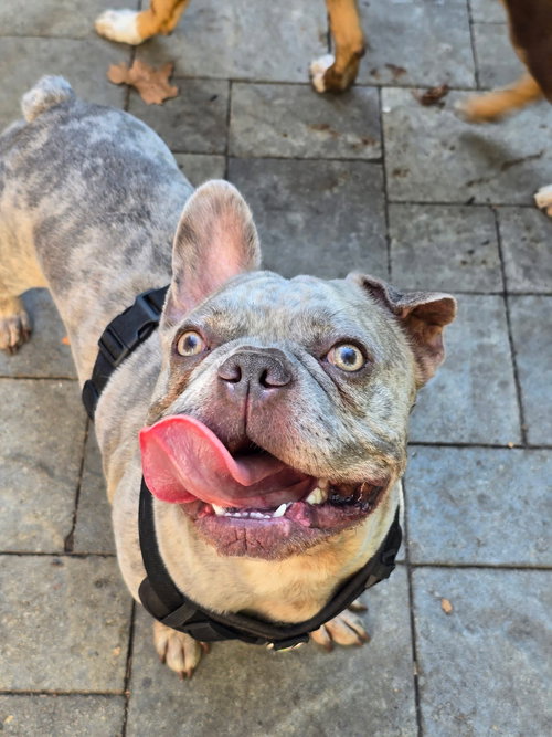 THANOS - English Bulldog available for adoption