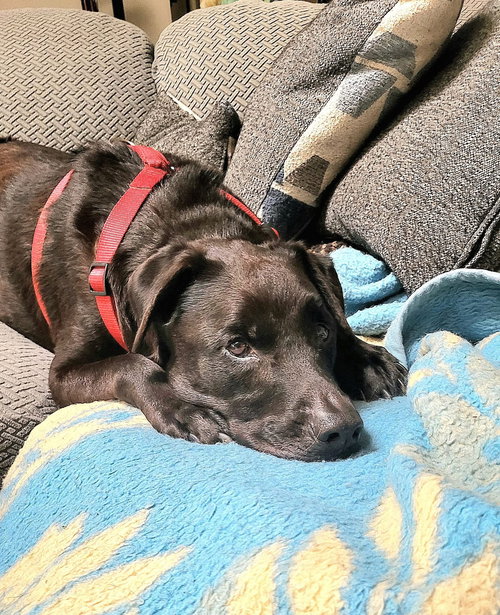 TZATZIKI - Labrador Retriever available for adoption
