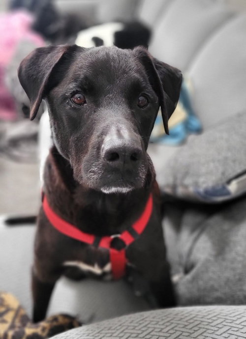TZATZIKI - Labrador Retriever available for adoption