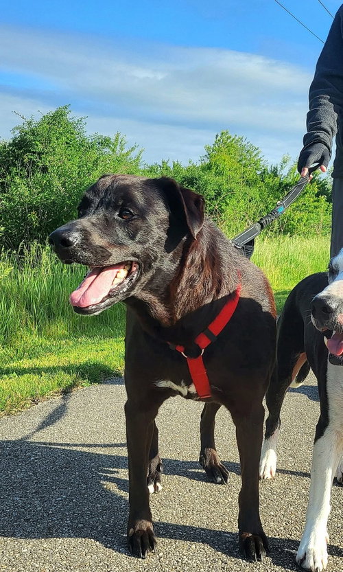 Tzatziki, an adoptable Labrador Retriever in Germantown, OH