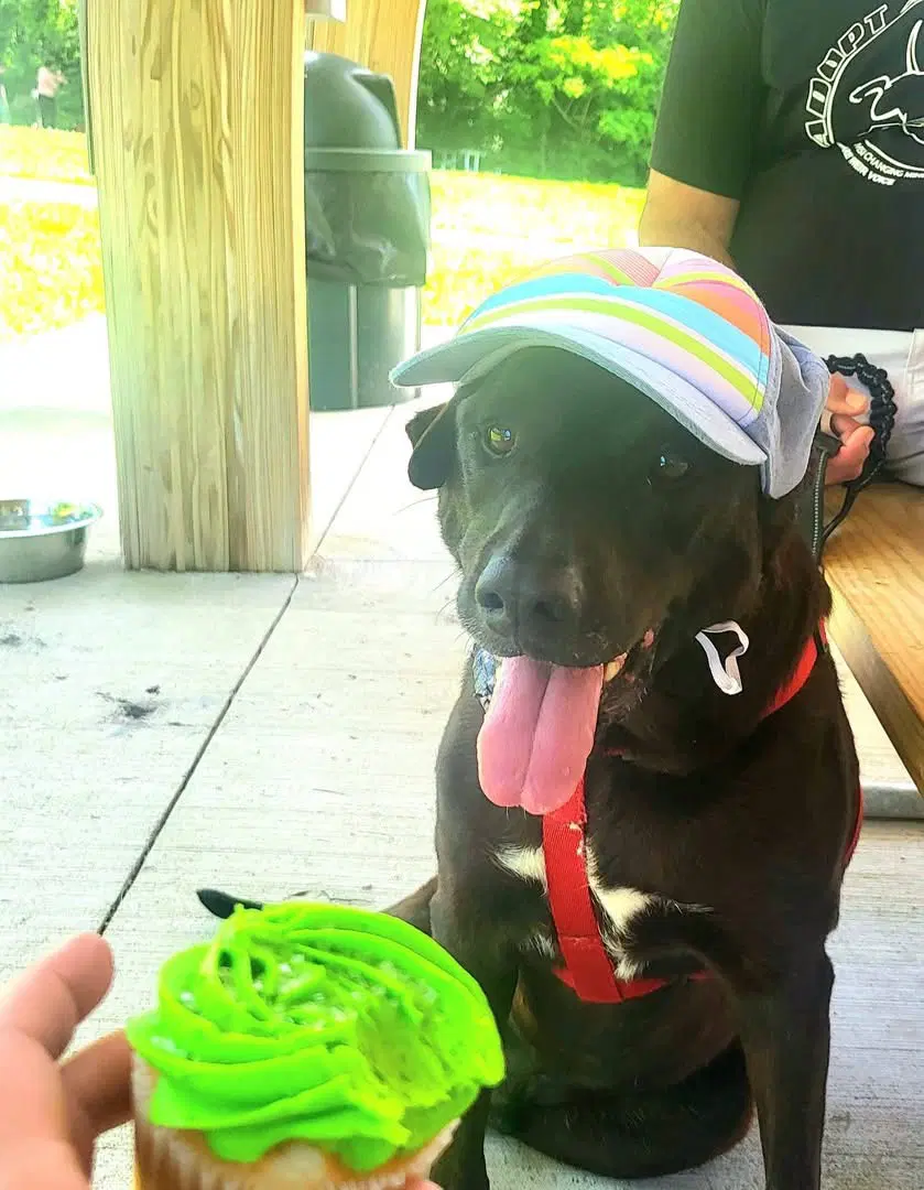 Tzatziki - Labrador Retriever