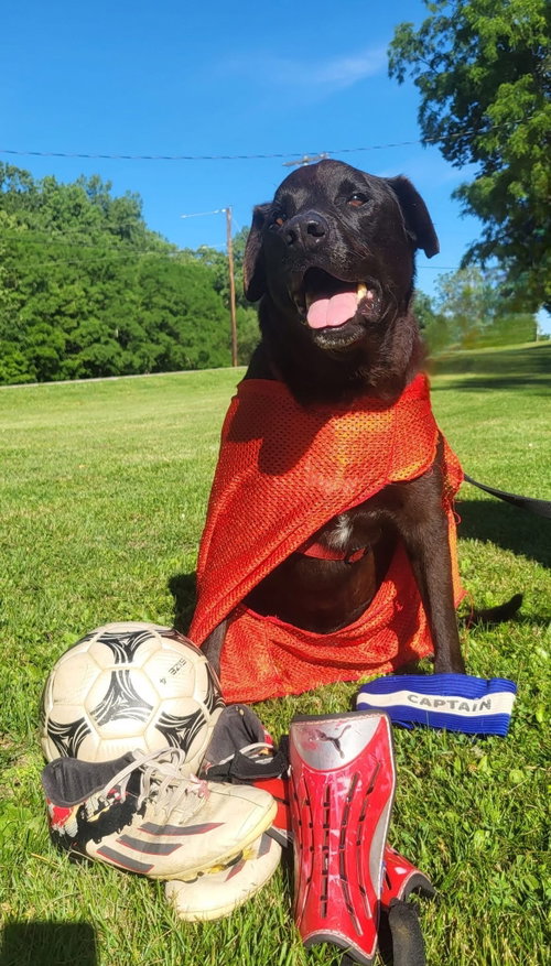 Tzatziki, an adoptable Labrador Retriever in Germantown, OH