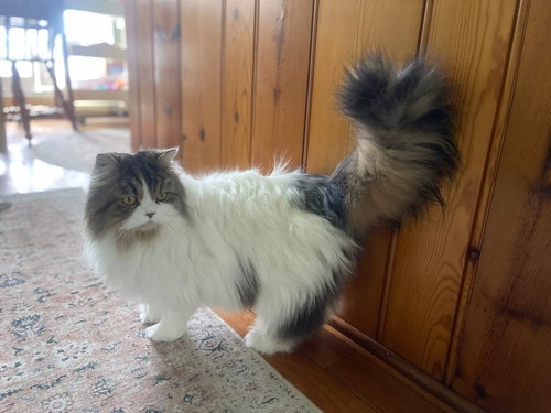 Patches, Adult Persian / Mixed (long coat), cat for adoption in Covington, Kentucky