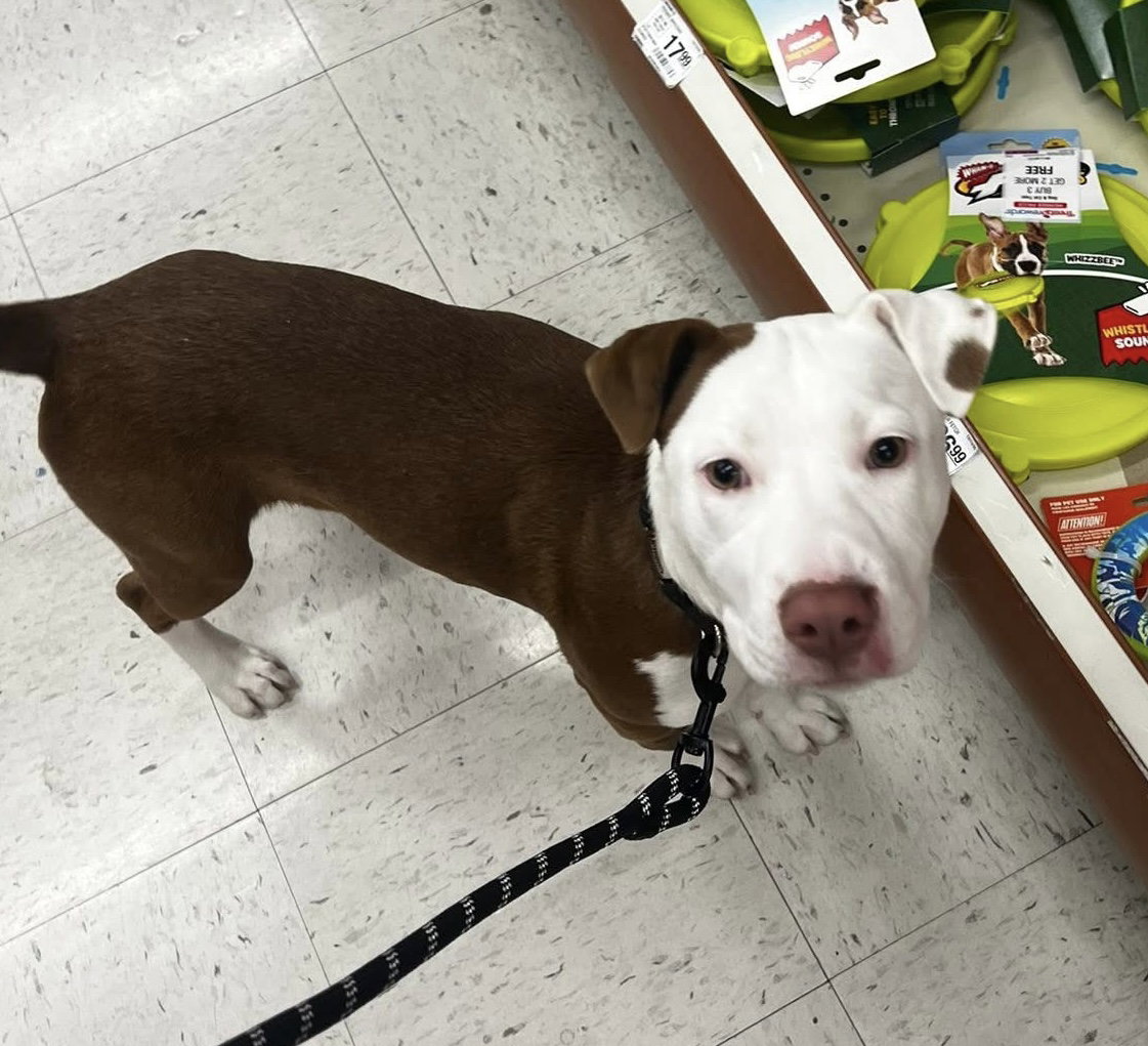 Pit Bull