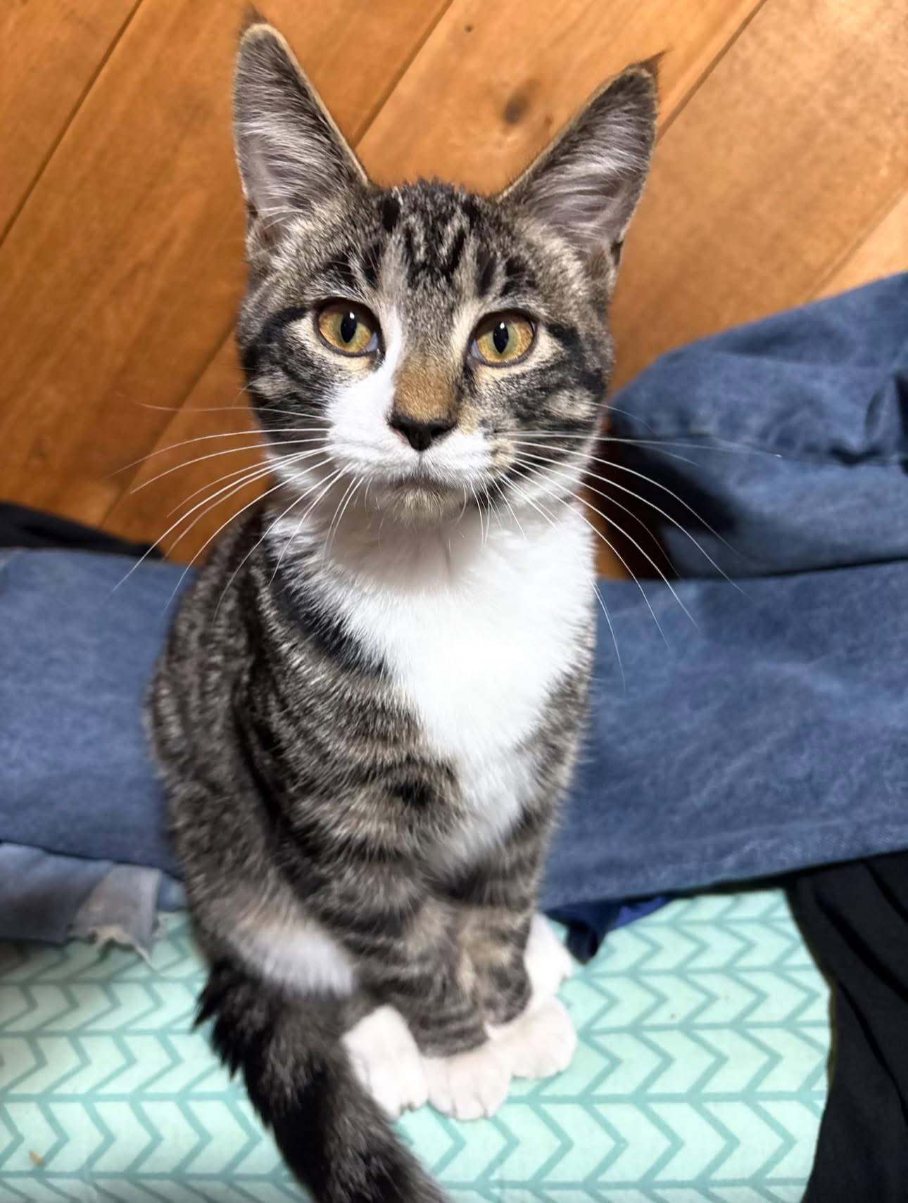 Clemi Image