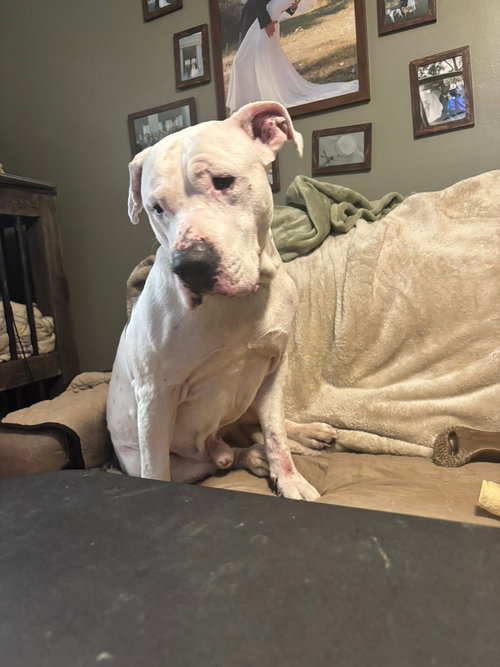 picture of the dog needing adoption