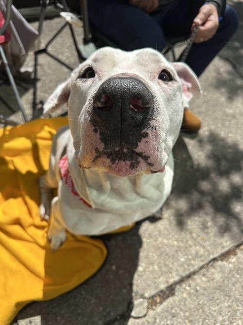 Pinecone, an adoptable American Pit Bull Terrier in Germantown, OH