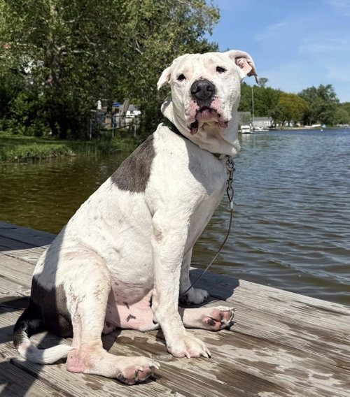 Pinecone, an adoptable American Pit Bull Terrier in Germantown, OH