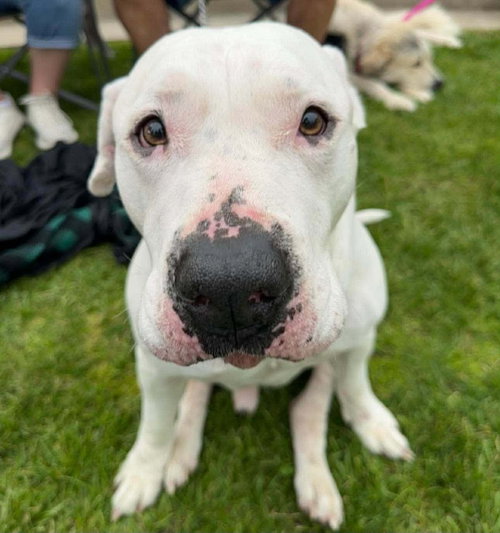 Pinecone, an adoptable American Pit Bull Terrier in Germantown, OH